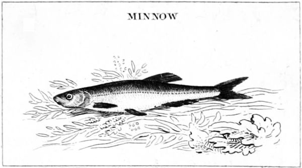 MINNOW