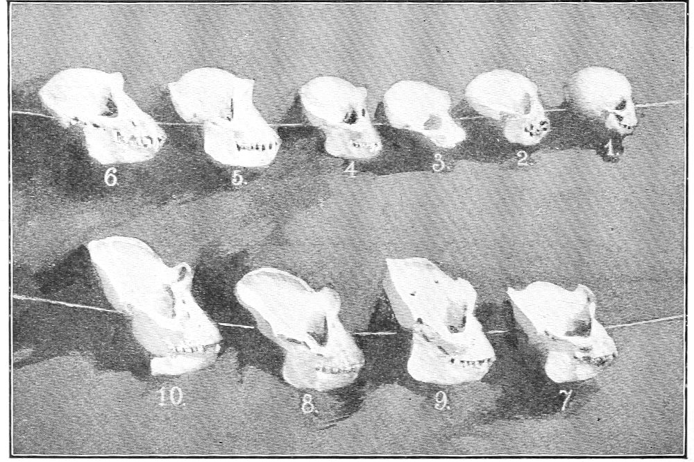 SKULLS OF GORILLAS - PROFILE VIEW