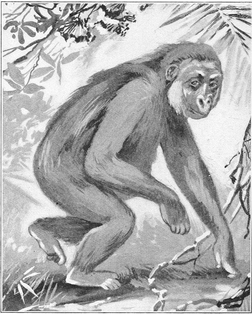 YOUNG GORILLA WALKING (From a Drawing.)