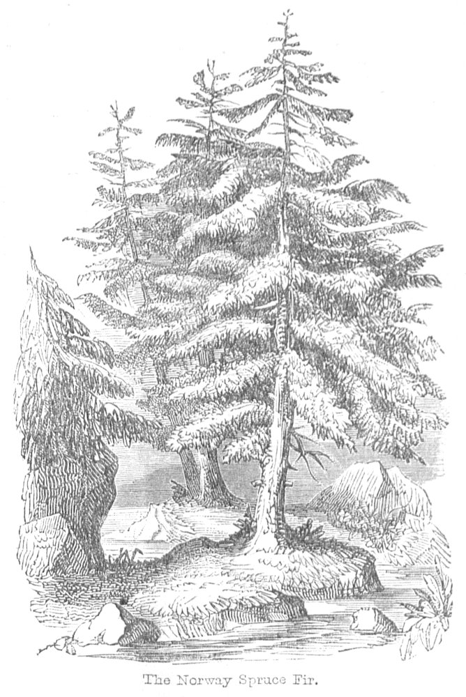 The Norway Spruce Fir.
