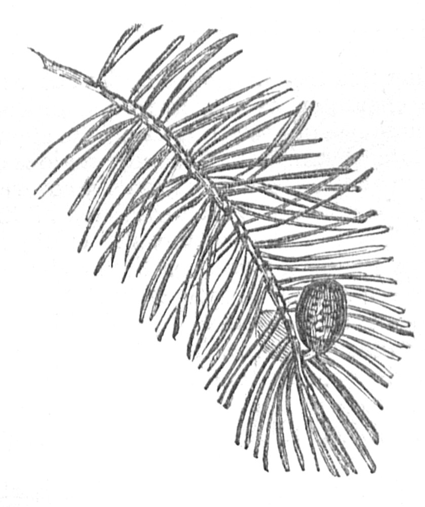 Leaves and Male Blossom of Scotch Fir.