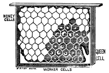 HONEY CELLS, WORKER CELLS, QUEEN CELL