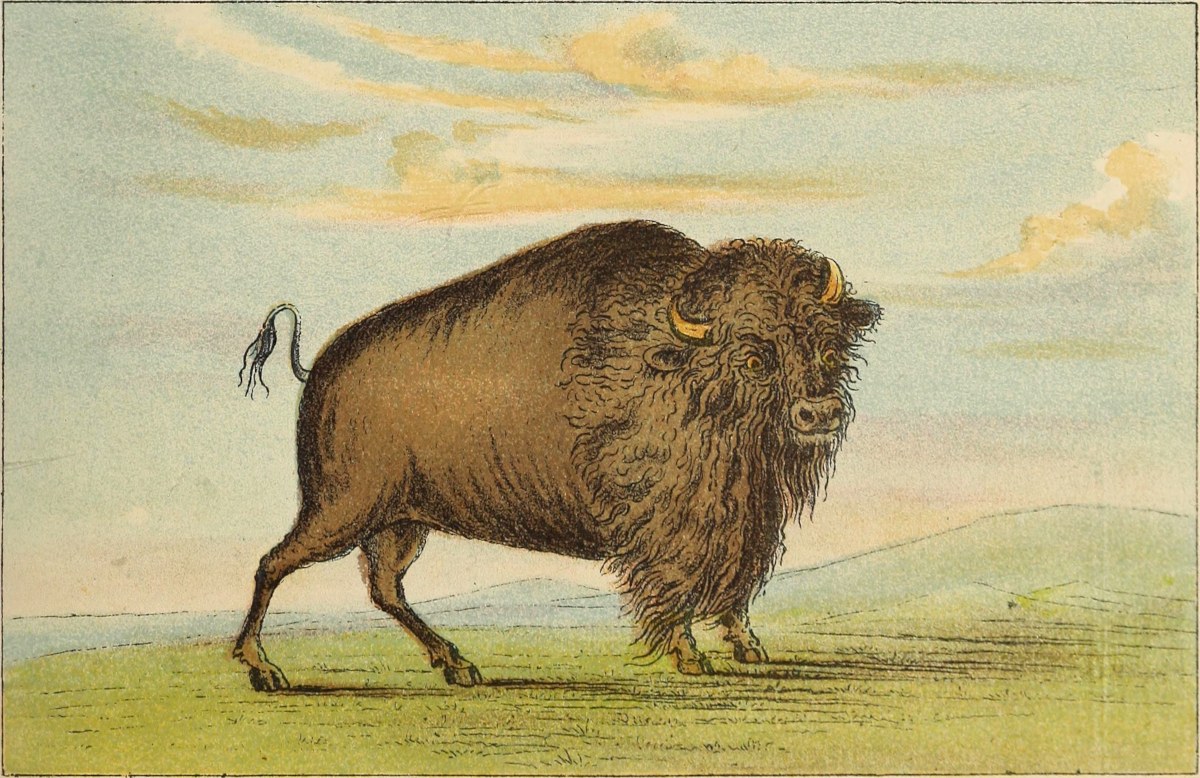 Tambour Océan, Bison - Tambour Unité