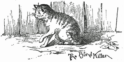 The Blind Kitten