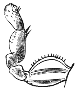 Fig. 19.