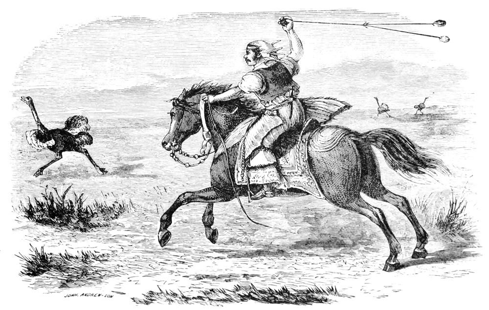 Gaucho throwing the Boliadores