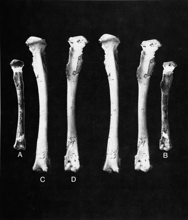 The Cretaceous Birds of New Jersey, by Storrs L. Olson and David C ...