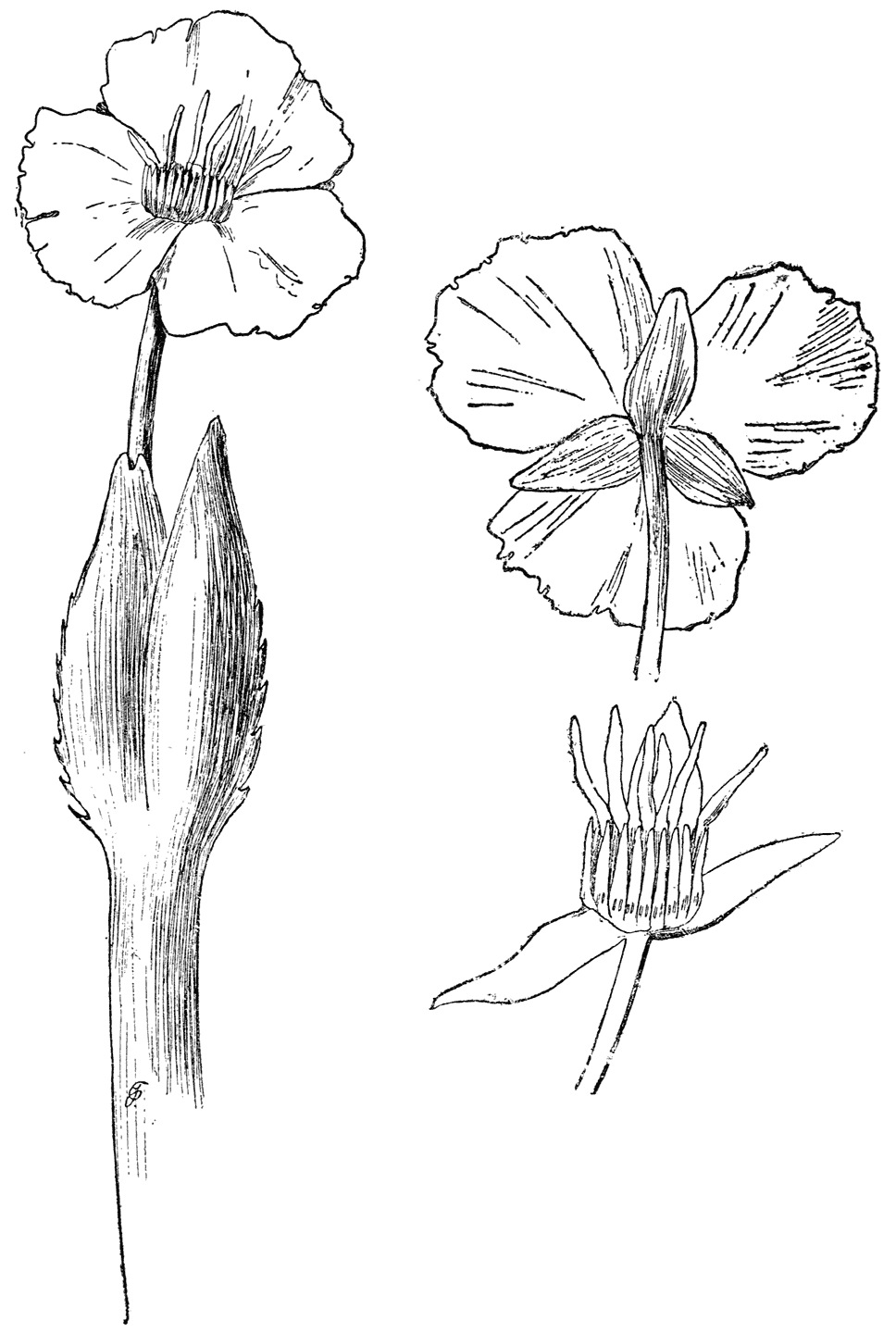 Scheeren- of Krabbeschaar. Stratiotes aloïdes.