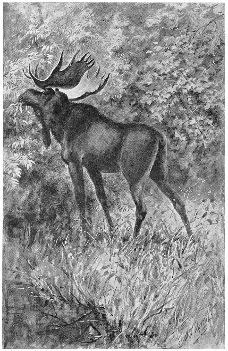 There he stood, a fine young bull moose, feeding on some willows.—Page 209.