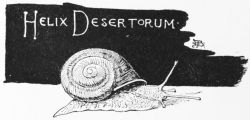 Helix Desertorum, snail