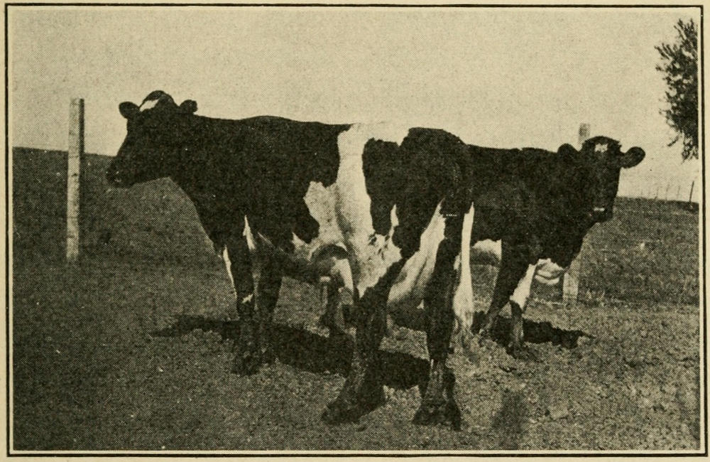 The strong, lean, well-developed dairy cows that have never been weakened by starvation or cold.