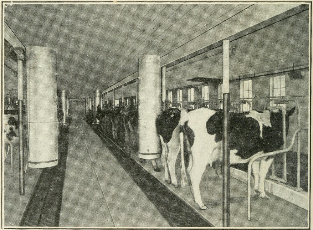 Interior of the barn showing large ventilating flues. At the side of the room are the air-intakes