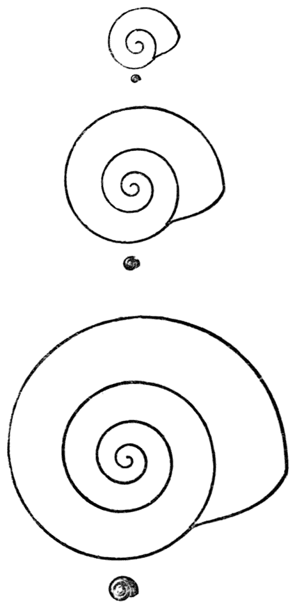 Three magnified spirals.