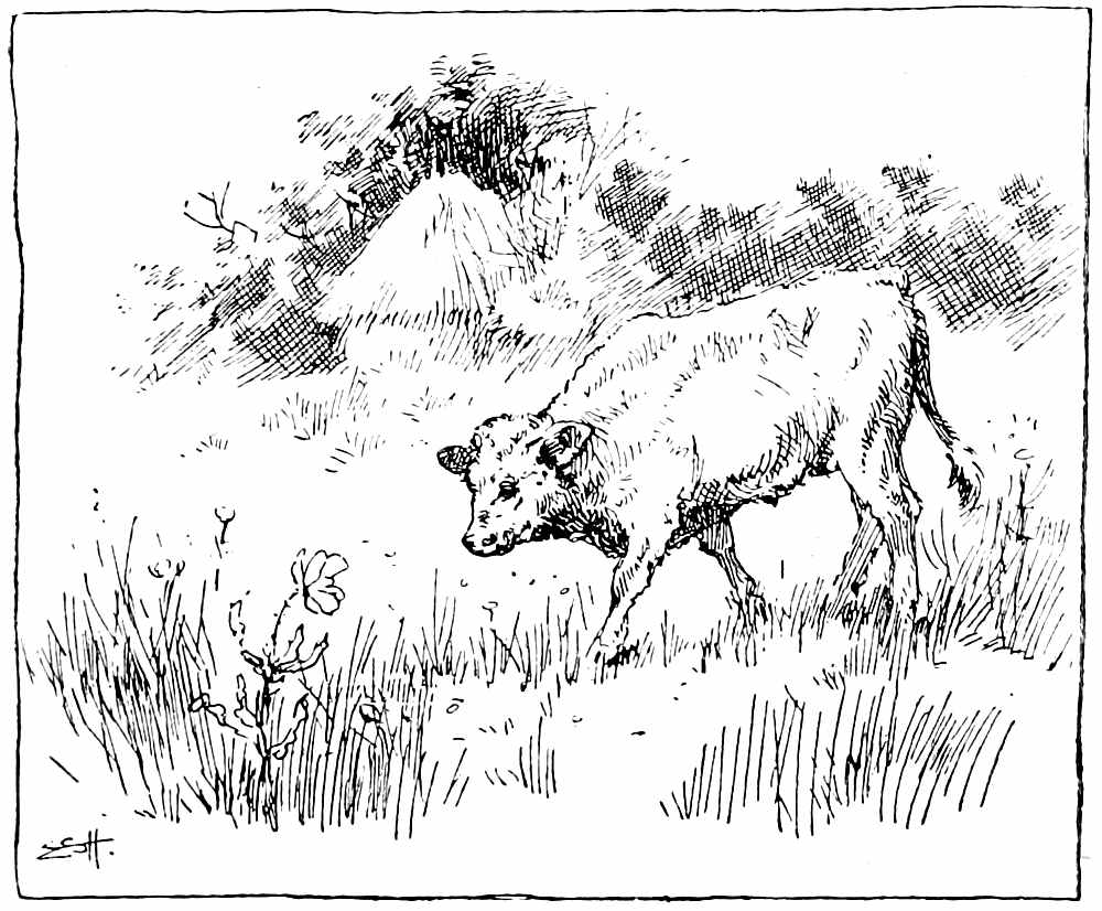 Cow in field