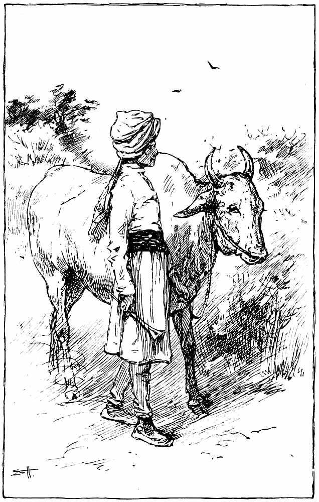 Cow in India