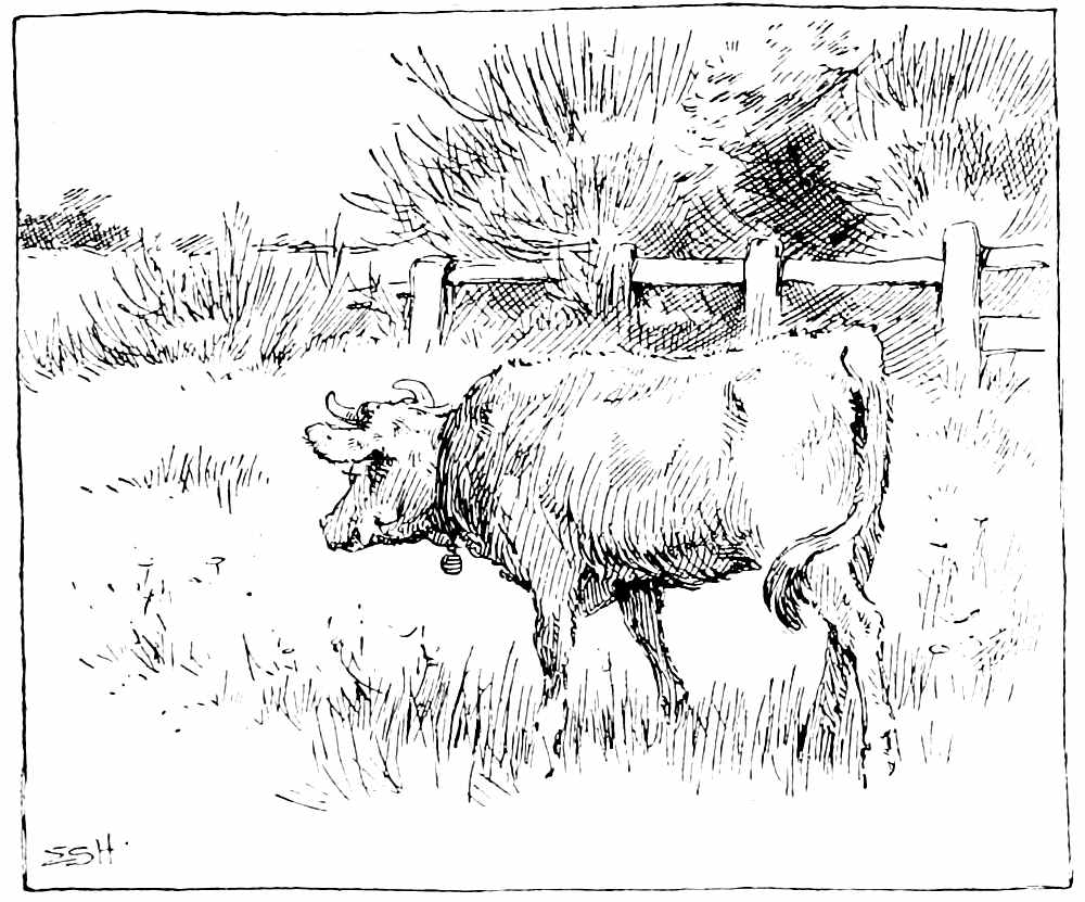 Cow in field