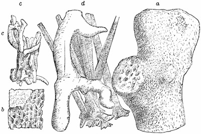 Fig. 64.