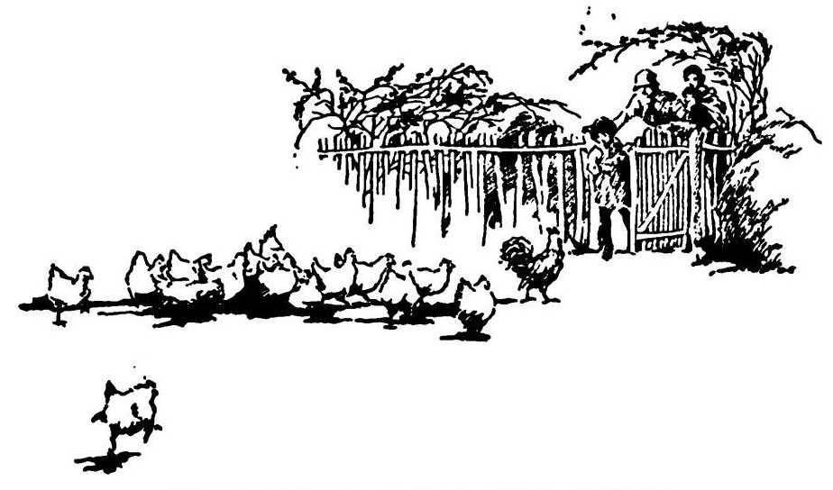 Hens near fence