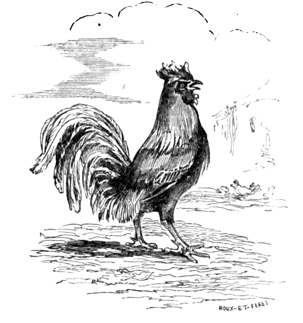 un gallo
