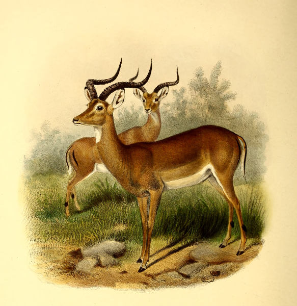 The Book of Antelopes Vol III (of 4)—A Project Gutenberg eBook