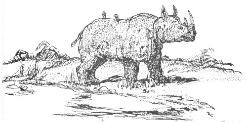 rhino