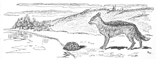 jackal and tortoise