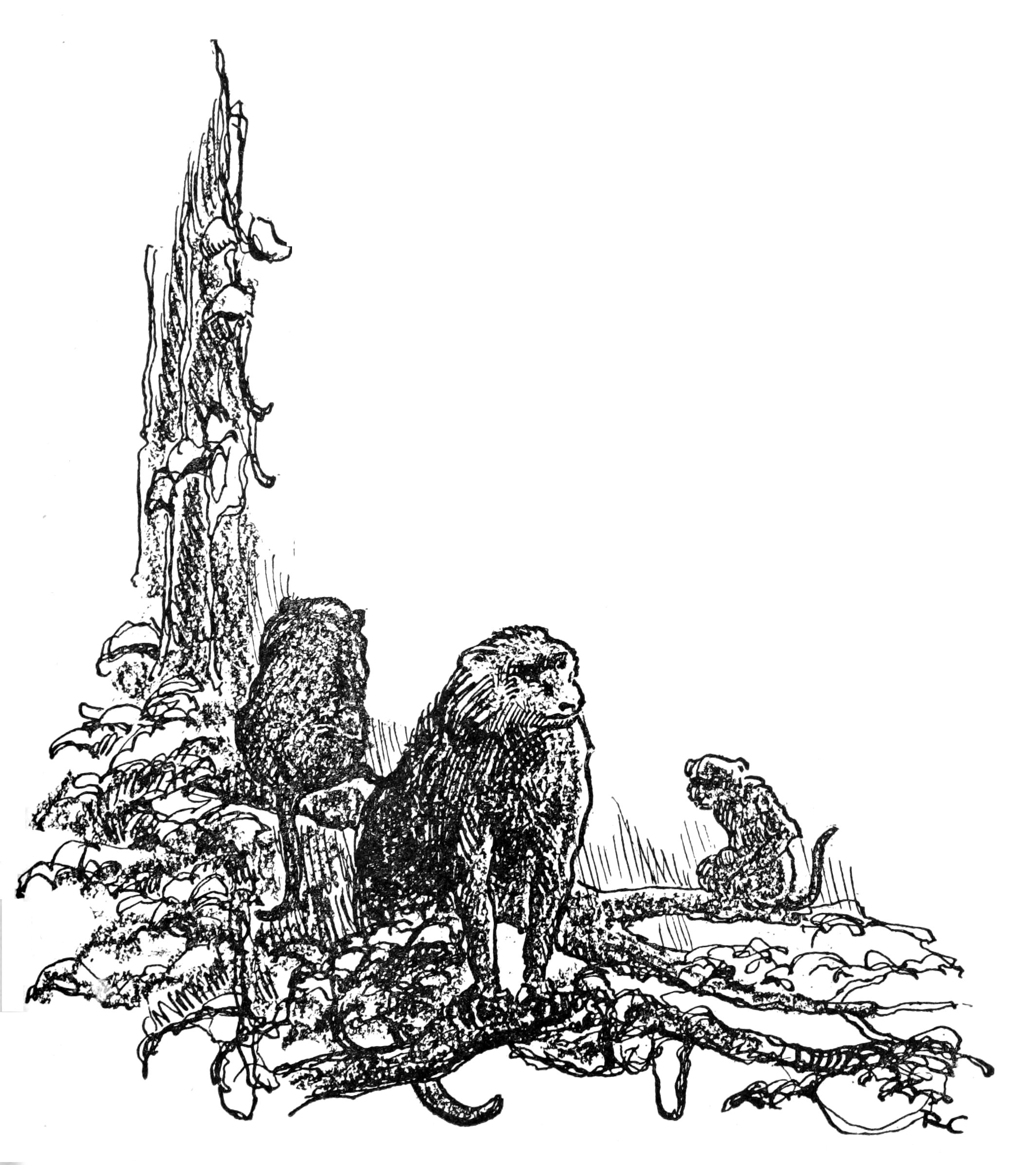monkeys on tree branch