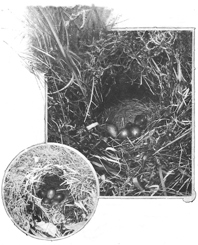 Cuckoo egs in pipit nest
