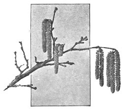 twig with seed fronds