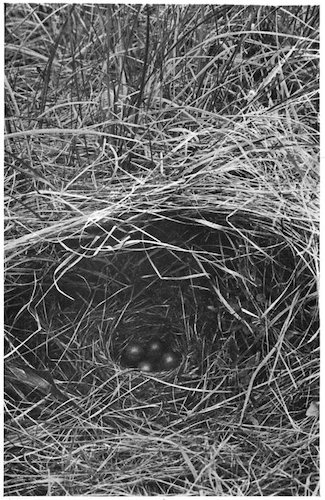 TREE PIPIT’S NEST AND EGGS