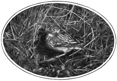 FEMALE TREE PIPIT ABOUT TO ENTER NEST
