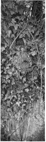 Illustration: Wren's nest
