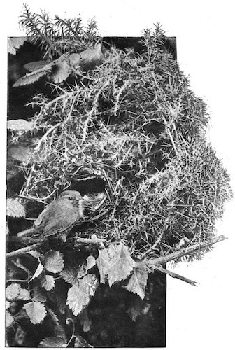 WREN ABOUT TO ENTER NEST