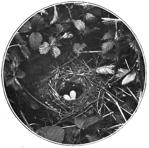 HEDGE SPARROW’S NEST AND EGGS