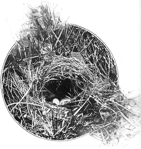 NEST AND EGGS OF CHIFFCHAFF