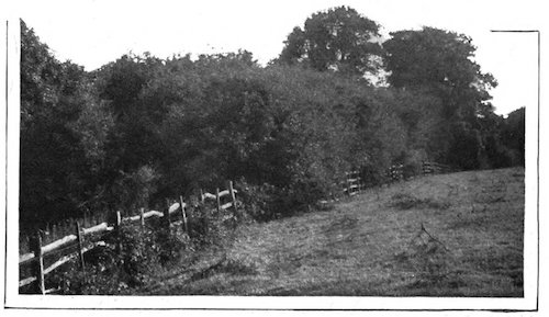 pasture with fence and trees