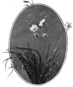 cluster of flowers and grasses