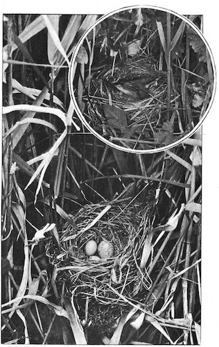 Illustration: SEDGE WARBLER’S NEST WITH CUCKOO’S EGG IN IT