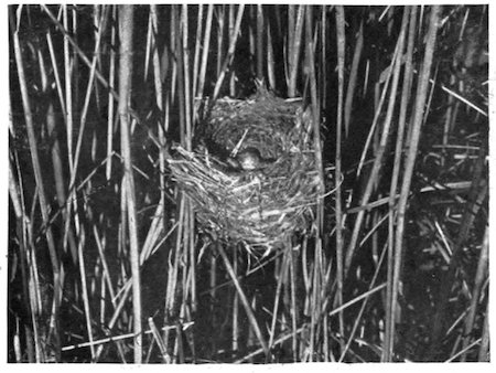 REED WARBLER’S NEST AND EGGS.