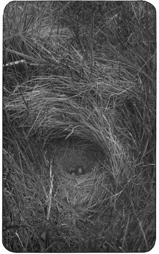 ROCK PIPIT’S NEST AND EGGS.