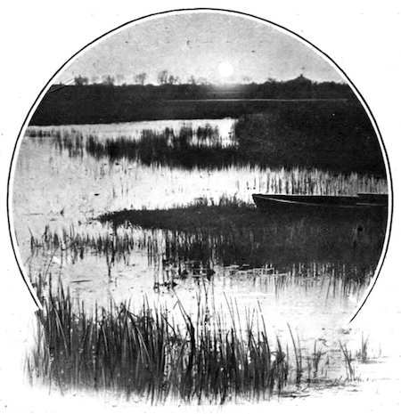 marsh landscape