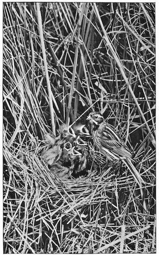 FEMALE REED BUNTING AND YOUNG