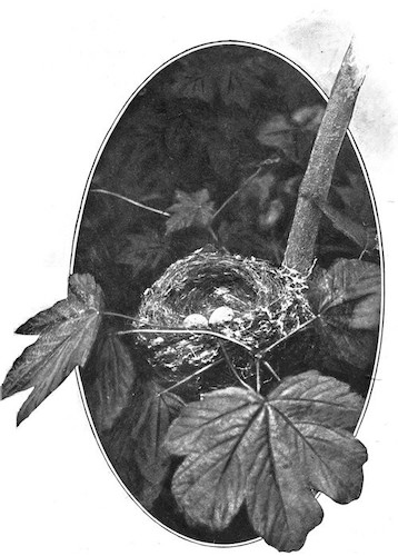 NEST AND EGGS OF GOLDFINCH