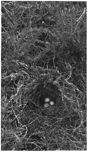 NEST AND EGGS OF STONECHAT