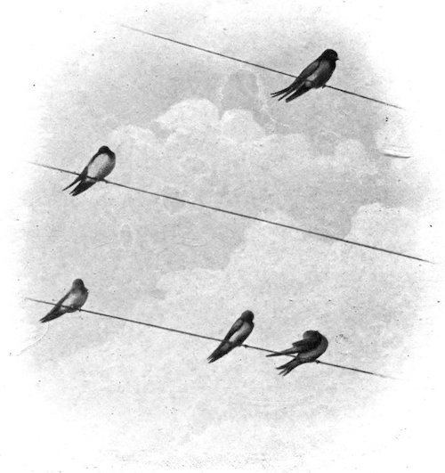 SWALLOWS ON TELEGRAPH WIRES