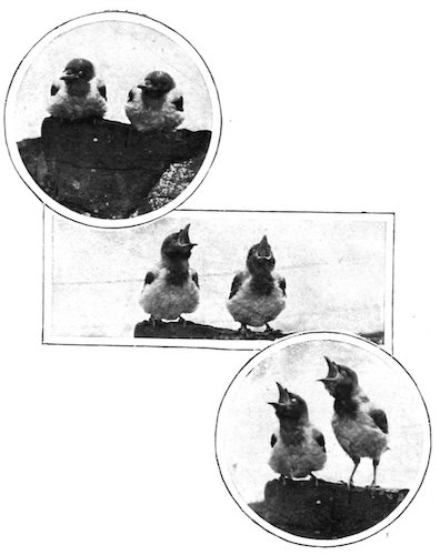 birds in stages of singing