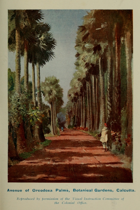 Avenue of Oreodoxa Palms, Botanical Gardens, Calcutta.
