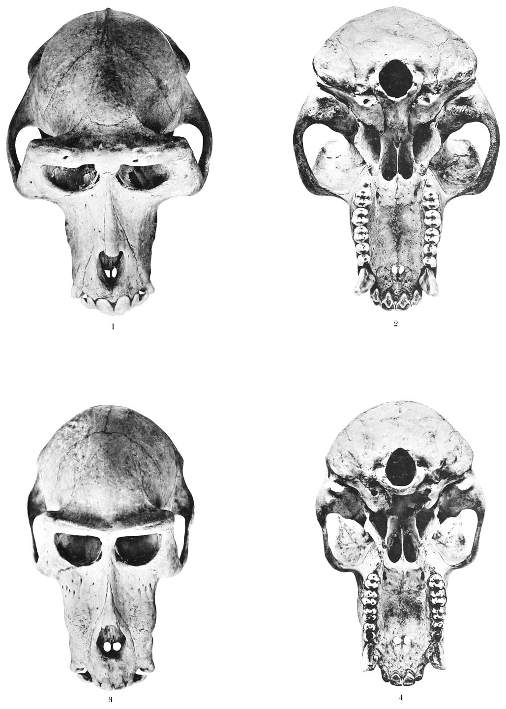 1–2 Macacus maurus F. Cuv. 3–4 Cynopithecus niger (Desm.)