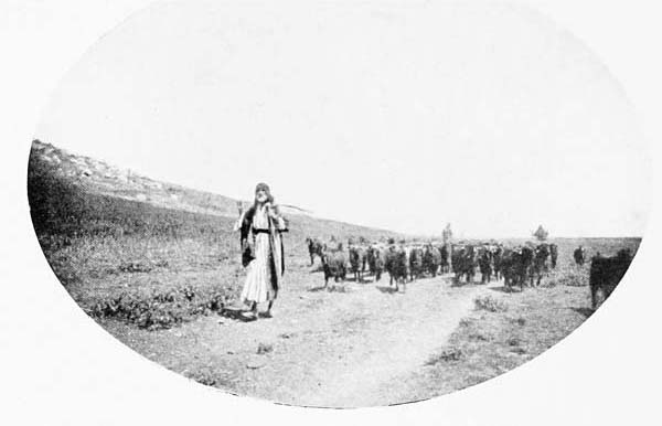 PALESTINIAN SHEPHERD AND FLOCK