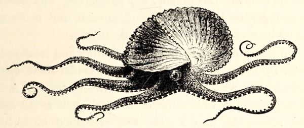 The octopus; or, the “devil-fish” of fiction and of fact